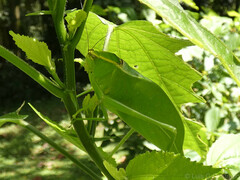 Stilpnochlora