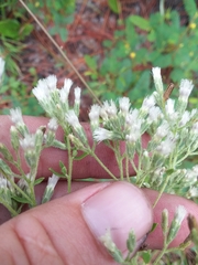 Eupatorium glaucescens