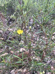 Hibbertia linearis
