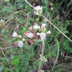 Chromolaena bullata