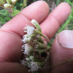 Chromolaena bullata