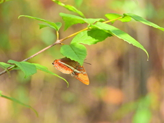 Adelpha donysa