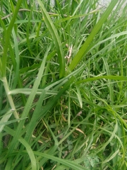 Cenchrus clandestinus