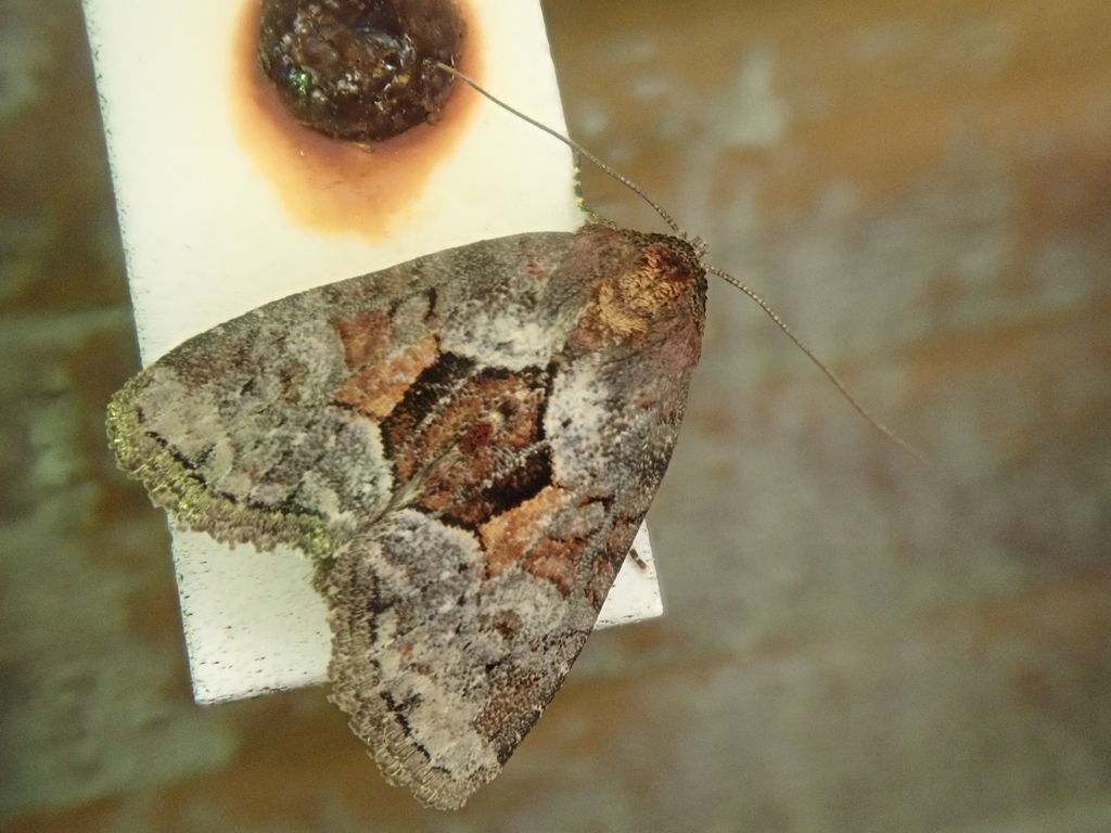 Mesoligia fodinae