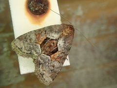 Mesoligia fodinae