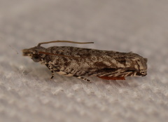 Holocola thalassinana