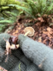 Collybiopsis peronata