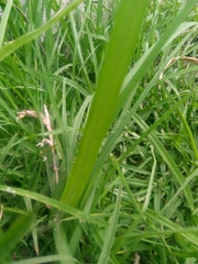 Cenchrus clandestinus