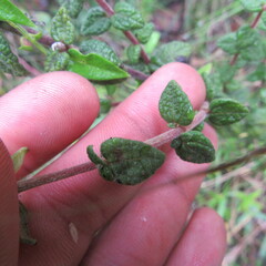 Chromolaena bullata