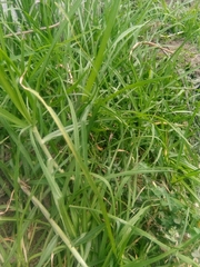 Cenchrus clandestinus