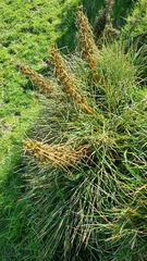 Aciphylla squarrosa