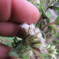 Chromolaena bullata