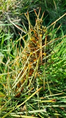 Aciphylla squarrosa