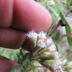 Chromolaena bullata