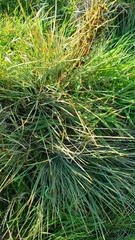 Aciphylla squarrosa