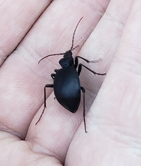 Scaphinotus interruptus