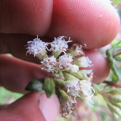 Chromolaena bullata