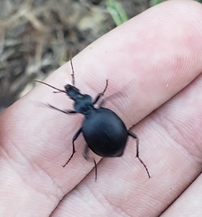 Scaphinotus interruptus