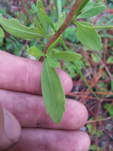 Image of Eupatorium glaucescens by (c) Will McFarland, some rights reserved (CC BY)