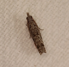 Holocola thalassinana