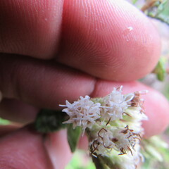 Chromolaena bullata