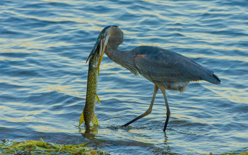 Great Blue Heron photographed in Minnesota