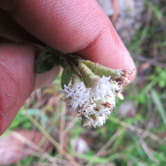 Chromolaena bullata