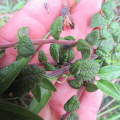 Chromolaena bullata
