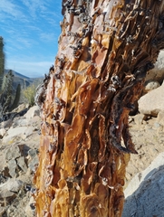 Vasconcellea chilensis