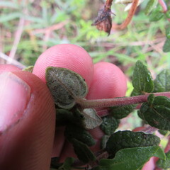 Chromolaena bullata