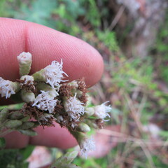 Chromolaena bullata