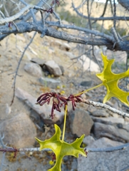 Vasconcellea chilensis