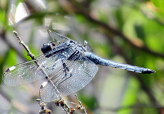 Libellula cyanea