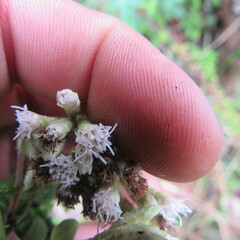Chromolaena bullata