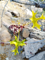 Vasconcellea chilensis
