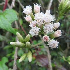 Chromolaena bullata