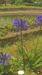 Agapanthus