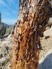 Vasconcellea chilensis