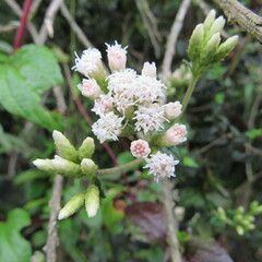 Chromolaena bullata