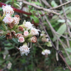 Chromolaena bullata