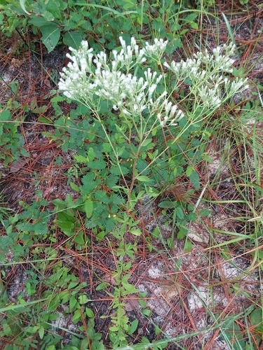 Image of Eupatorium glaucescens by (c) Will McFarland, some rights reserved (CC BY)