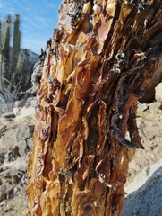 Vasconcellea chilensis