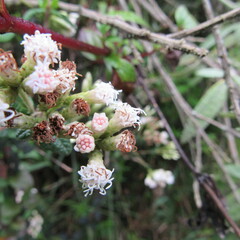 Chromolaena bullata