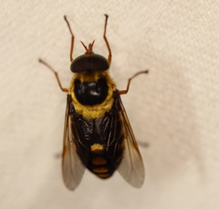 Scaptia pulchra