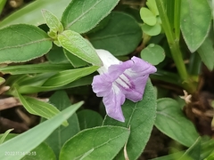 Ruellia repens