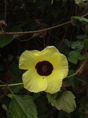 Hibiscus surattensis
