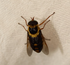 Scaptia pulchra