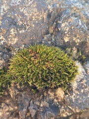 Schistidium maritimum
