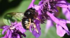 Xylocopa tabaniformis sylvicola