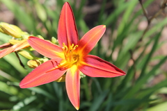 Hemerocallis fulva